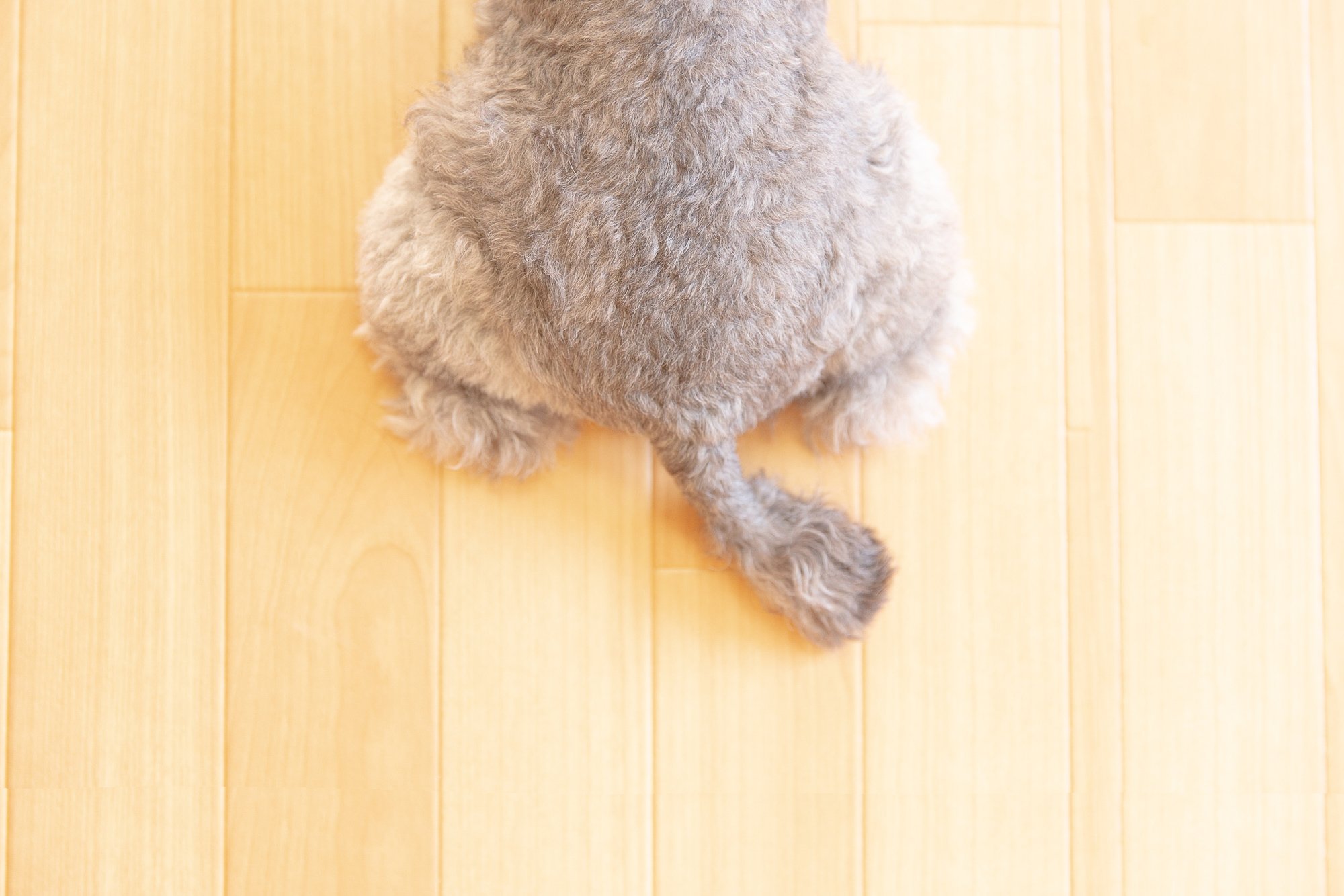 ドックマッサージ