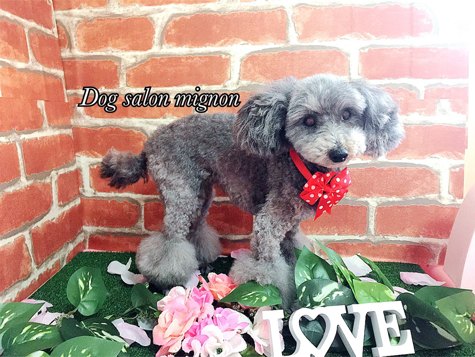 MIGNON 6月の臨時休業のお知らせ